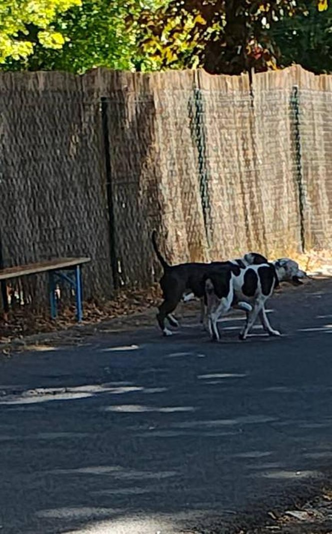 Agresywne psy atakują w dzielnicy Kamień
