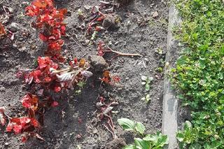 Kosztowne akty wandalizmu i dewastacji. Chorzowski urząd podsumował wydatki. Kwoty są ogromne