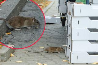 Wielka inwazja grubych szczurów na Pradze. Myślałem, że to koty [ZDJĘCIA]