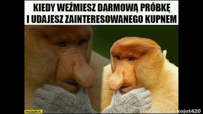 memy z nosaczem
