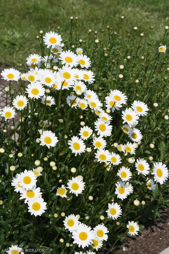 Białe kwiaty ogrodowe: złocień wielki