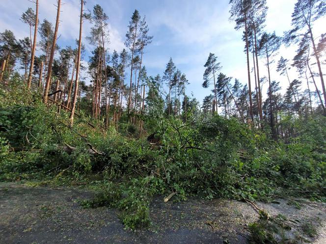 Potężna nawałnica przeszła przez Bory Tucholskie. Powalone drzewa, zablokowane drogi