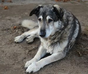 Pies czuje tak. jak ty. Jak pomóc czworonogom w trakcie upałów?