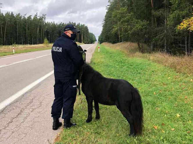 Kucyk wybrał się na wędrówkę po Suwalszczyźnie i zarobił mandat [ZDJĘCIA]