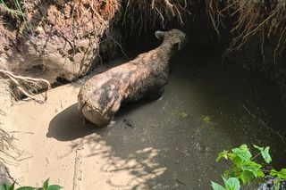 Cielak wpadł do głębokiego wykopu. Na pomoc ruszyli strażacy