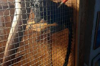 W mieszkaniu w Bytomiu zrobiła małpiarnię! Służby interweniowały u 46-latki [ZDJĘCIA]. 