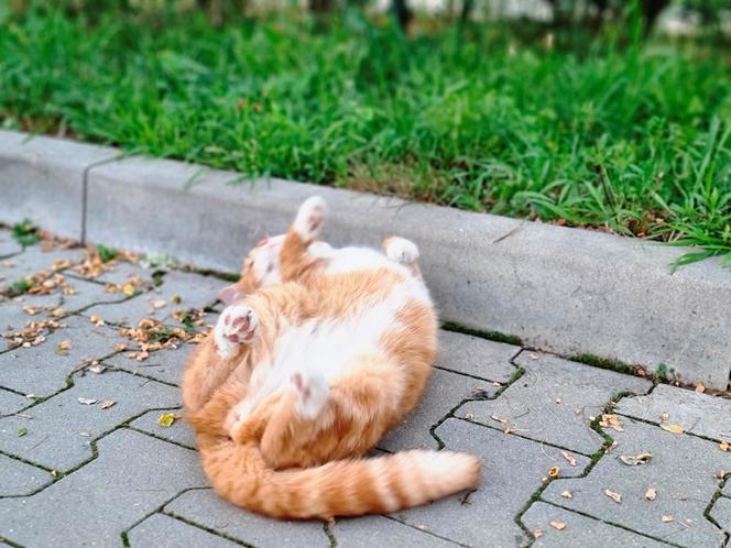 Garfield szybko zdobył należne mu miejsce w komendzie Straży Miejskiej w Świdniku