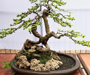 Drzewko bonsai