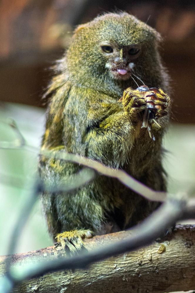 Pokazowe karmienia w Orientarium Zoo Łódź