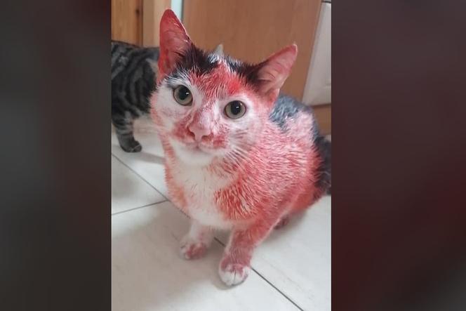 Dąbrowa Górnicza: Wymalowali kota sprayem! Za znęcanie biłbym metalową pałką