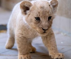 W Śląskim Ogrodzie Zoologicznym przyszły na świat cztery lwiątka! 