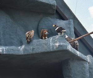 Nowi mieszkańcy zamojskiego zoo. U Orłana pojawili się współlokatorzy [GALERIA]