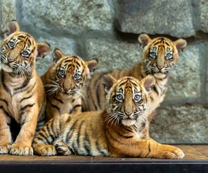 Niesamowite narodziny we wrocławskim zoo. Na świat przyszły cztery tygrysy sumatrzańskie 