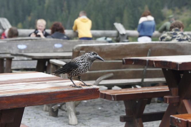 Małopolskie miasto w katastrofalnej sytuacji. Zakopane w demograficznym kryzysie