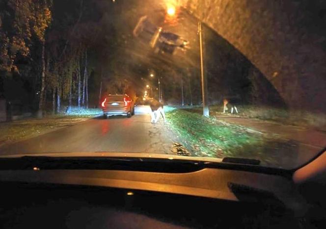 Wielkie łosie zablokowały ruch na ulicy w Warszawie