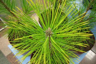 Sosna Thunberga 'Ogon' - Pinus thunbergii 'Ogon'