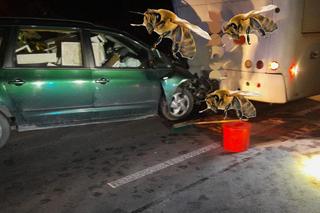Kierowca zaatakowany przez rój pszczół nie żyje. Wjechał w autokar pełen pasażerów