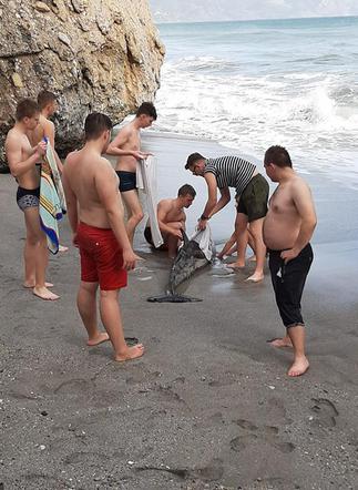 Uratowali DELFINA. Akcja trwała 3 godziny!