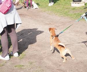 Dogtrekking w Poznaniu