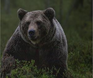 Atak niedźwiedzia w Bieszczadach. Ciężko ranny mężczyzna trafił do szpitala 
