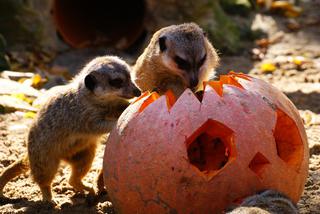 Halloween w łódzkim zoo