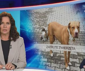 Ciała psów i lisów pod Sieradzem! Ludzie mówią o egzekucji. Pitbull otruty żrącą substancją