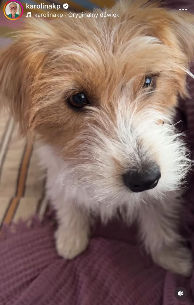 Te psy skradły serca gwiazd! Niektóre wyglądają jak z bajk