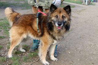 Schronisko dla zwierząt „Na Paluchu” ogranicza oświetlenie i ogrzewanie. „Brakowało nam 290 tys. 