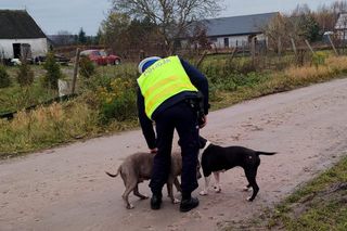 Zauważyli psy błąkające się przy drodze i ruszyli na pomoc! Nietypowa akcja policjantów