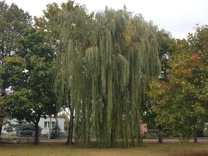 Park Jonstona w Lesznie będzie większy. Zmienić może się nie tylko to miejsce