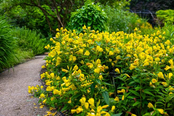 7 najładniejszych ogrodów botanicznych w Polsce. Kiedy je odwiedzić i gdzie są?