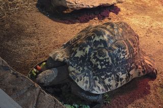 Egzotyczny świat na wyciągnięcie ręki! Zaglądamy do akwarium-terrarium w Myślęcinku