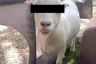 Saszka i Hubert w areszcie