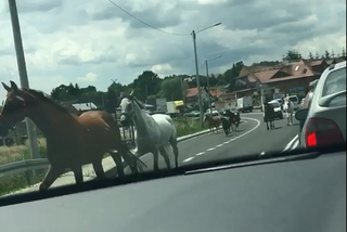 Szaleńczy rajd koni na trasie Kraków-Warszawa