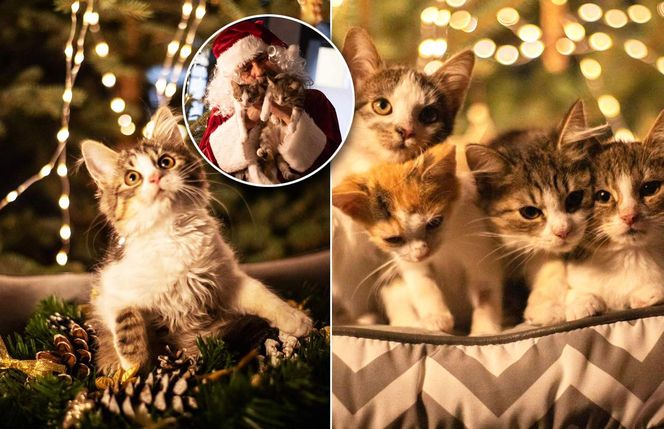 Świąteczne koty do Adopcji