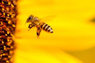 Pszczoła  