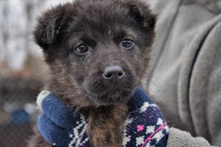 Słodziaki do wzięcia