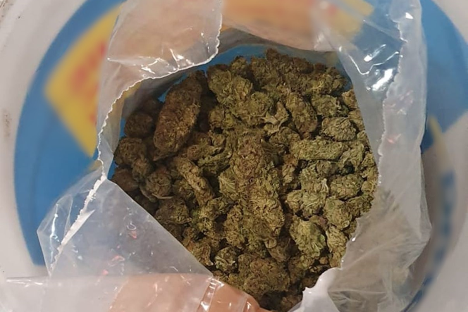 2 kg marihuany za 100 tysięcy złotych. Tyle znaleźli policjanci ze Wschowy. Właściciele nielegalnej rośliny trafili do aresztu