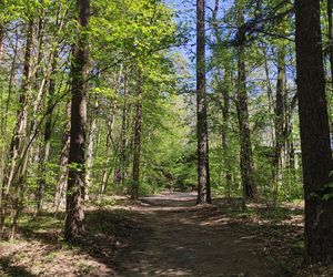 Arboretum w Kopnej Górze. Puszcza w pigułce