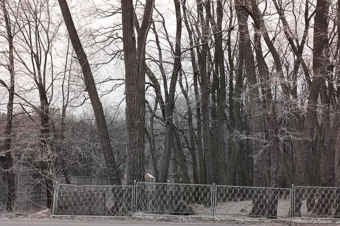 Tajemniczy pył POKRYŁ wieś na południu Wielkopolski! Mieszkańcy byli w szoku