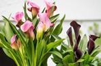 Kalia (Zantedeschia) 