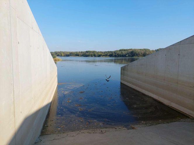 Wisła w Fordonie wyraźnie przybrała i przyspieszyła. Duża woda niesie mnóstwo śmieci i zanieczyszczeń