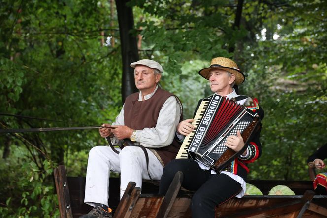 Tak ongiś siekano kapustę w woj. lubelskim. „Obieraczki kapuściane” w Muzeum Wsi Lubelskiej