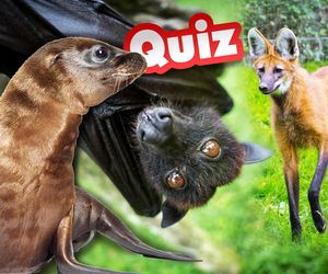 QUIZ. Jak się nazywa to zwierzę? Brakuje tylko jednego słowa. Tobie nie może zabraknąć wiedzy
