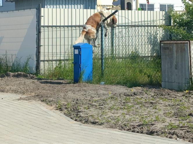 Wejherowo: Krnąbrny pies uciekł z kojca na oczach strażników miejskich. ‘Dla niego nie ma przeszkody nie do pokonania’ 