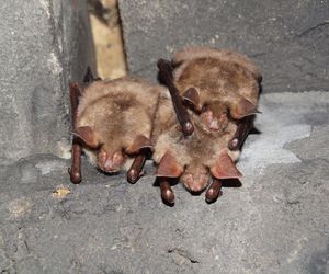 Wieża dla nietoperza. Pierwszy taki obiekt w Polsce powstaje na Podkarpaciu