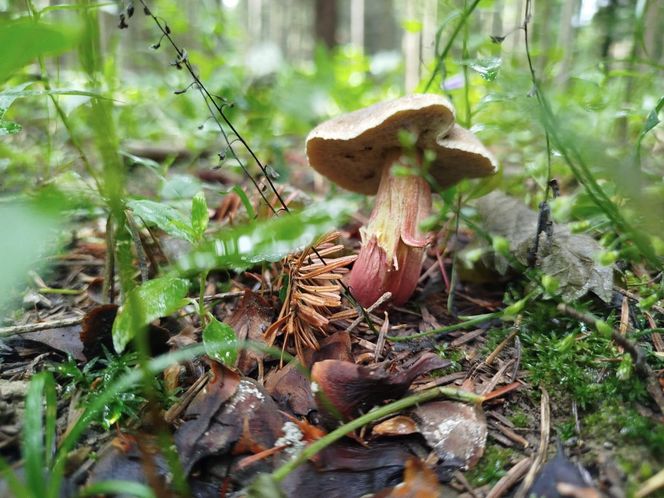 Letni wysyp grzybów na Podkarpaciu
