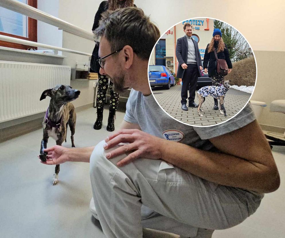 Zola uścisnęła łapę specjalistom, którzy wykonali jej protezę