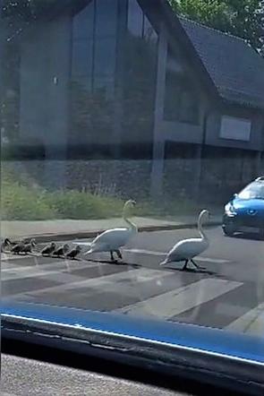 Policjanci eskortowali rodzinę łabędzi