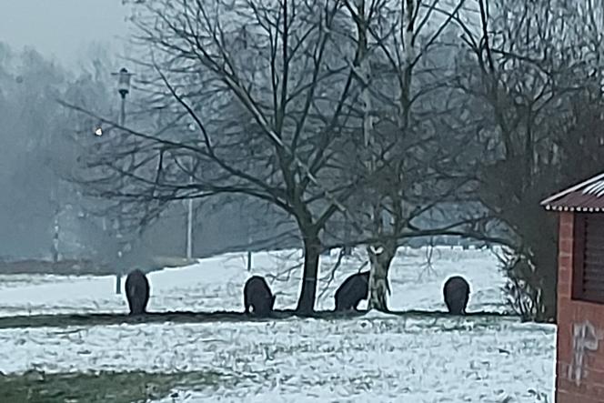 Ryją na Gumieńcach i straszą mieszkańców. Jak się zachować, gdy spotkamy dzika? 